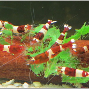 10 Adet Taiwan Bee Wine Red Kırmızı Karides Caridina Shrimp