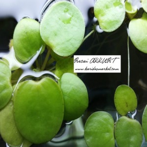 1 Kök 1 Adet Limnobium Laevigatum Frogbit Canlı Bitki Su Üstü Bitkisi