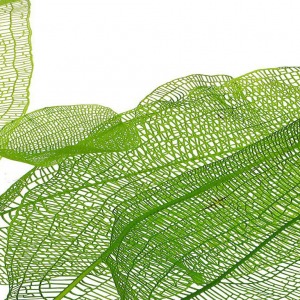 Aponogeton Madagascarensis 3-4 Yapraklı Genç Filiz Dantel Yaprağı Canlı Bitkisi 1 Adet Köklü