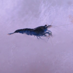 10 ' LU KOLONİ MAVİ MELEK KARİDES NEOCARİDİNA Shrimp