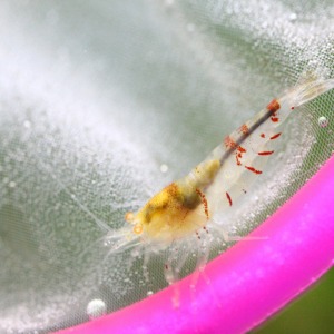 1 Adet OE Karides Turuncu Göz RED DEVİL Melezi Hybrid Caridina Shrimp 