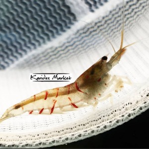 10 Adet Red Tiger Düz Kırmızı Kaplan Karides Caridina Shrimp