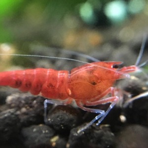 1 Adet Taiwan Bee Red Extrem Karides Caridina Shrimp