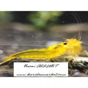 1 Adet Yellow King Kong Sarı Karides Caridina Shrimp