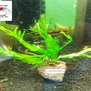 Microsorium Pteropus Windelow Fern Canlı Bitki Uygulamasına ait Satış - Her Tasarımdan Sadece 1 Adet Mevcuttur 