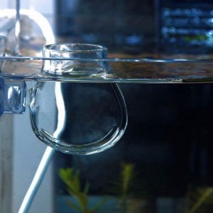 1 Adet Gerçek Cam Saksı Karides Yemleme ve Bitki Dekor Tasarım Amaçlı Cam Bardak