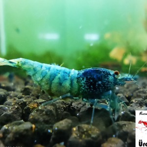 10 Adet Crazy Blue Karides Caridina Shrimp