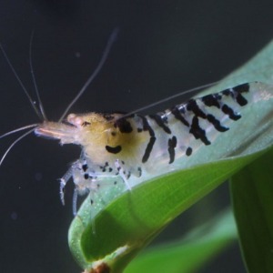 10 Adet Oe Blonde Tiger Turuncu Gözlü Kaplan Karides Caridina Shrimp 