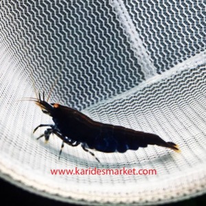 10 Adet BT0 - BT1 Black Tiger OE Turuncu Göz Siyah Kaplan Karides Caridina Shrimp
