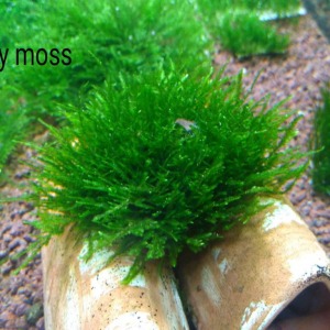 5x5 Cm Spiky Moss TELE YENİ SARILI
