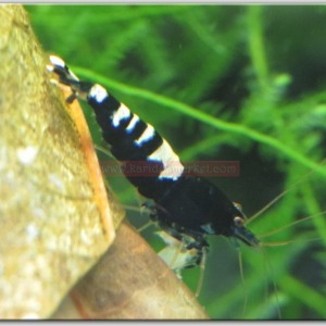 5 Adet Karma Pinto Black Siyah Belly - Zebra - Spotted Karides Caridina Shrimp