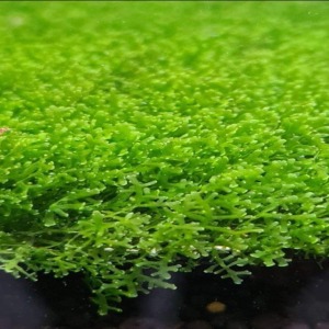 3x3 Cm Mini Pelia Coral Moss Pellia TELE YENİ SARILI