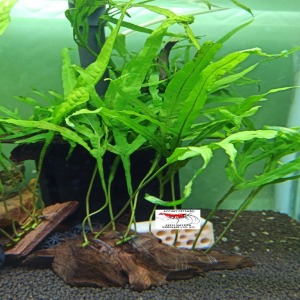 Microsorium Pteropus - Trident Fern 1 Yaprak 1 Kök ( İTHAL ) 