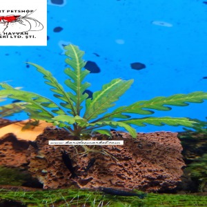 Hygrophila Pinnatifida Canlı Bitki Uygulamasına ait Satış - Her Tasarımdan Sadece 1 Adet Mevcuttur 