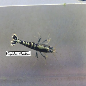 1 Adet Black Galaxy Fishbone Karides Caridina Shrimp Low Grade ( A / S )