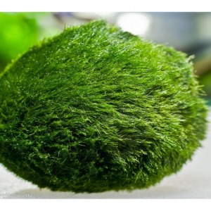 9 - 10 Cm Çap Marimo Mossball Yosun Şans Topu Cladophora Aegagropila - Moss Ball