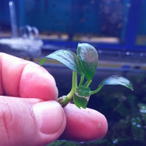 Anubias Nana Petite 4-5 Yapraklı Küçük Öbek Canlı Bitki