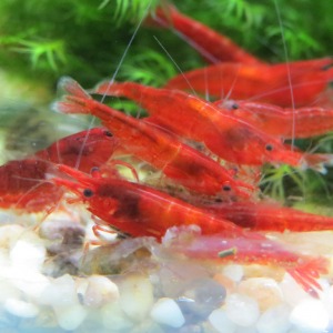 10 ' LU KOLONİ NEOCARİDİNA SP. BLOOD MARY KARİDES  KOLONİSİ Shrimp