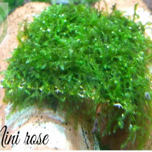 5x5 Cm Mini Rose Moss Blepharostoma Trichophyllum Yeni TELE SARILI