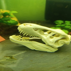 Akvaryum Dekor 1 Adet  