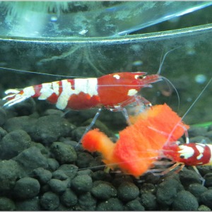 10 Adet Red Kırmızı Belly Pinto Karides Caridina Shrimp