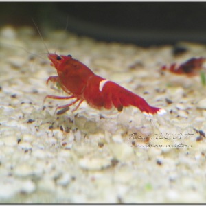 1 Adet Taiwan Bee Kırmızı Red Ruby Single Line Karides Caridina Shrimp