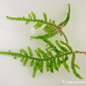 5x5 Cm Creeping Moss TELE YENİ SARIM Vesicularia Sp.
