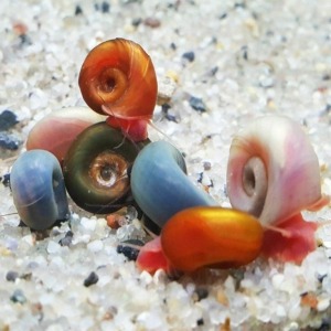 10 Adet Ramshorn Salyangoz Karışık Renkli Yavru Genç Boy