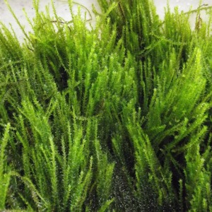 5x5 Erect Moss CM YENİ TELE SARILI