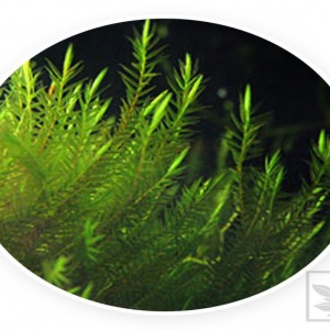 3x3 Cm Quell Moss Tele Yeni SARIM