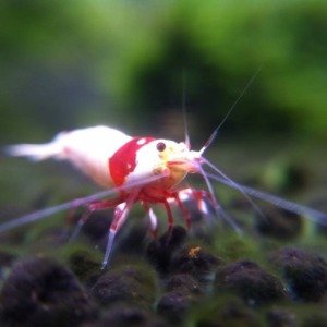5 Adet Prl Pure Red Line Karides Caridina Shrimp ( Mosura Crown K10 Formlu)