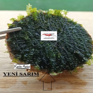 4-5 Cm Ağaç Diliminde Kütüğe Yeni Sarım Cameroon Moss Uygulama Tasarımı Canlı Bitki 