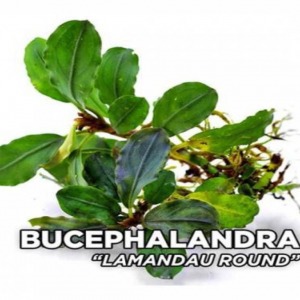 Bucephalandra Lamandou Round Canlı Akvaryum Bitkisi Nadir Ithal Tür 4-5-6 Yapraklı