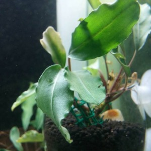 Bucephalandra Green Achilles NADİR TÜR Canlı Bitki