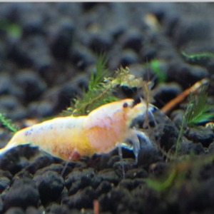 1 Adet Golden Bee Melez Karides Caridina Shrimp