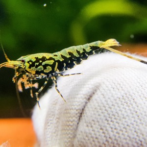 1 Adet Karidesler için Biyofilm ve Mikroorganizma Yatağı Lubao Topu Bakteri Başlatıcı İthal Karides Shrimp Ürünü