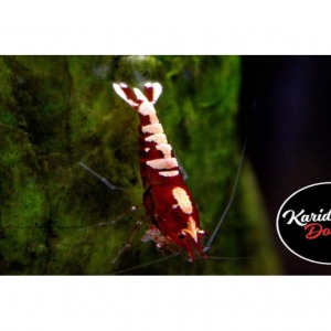 5 Adet Red Kırmızı Galaxy Pinto Karides Caridina Shrimp