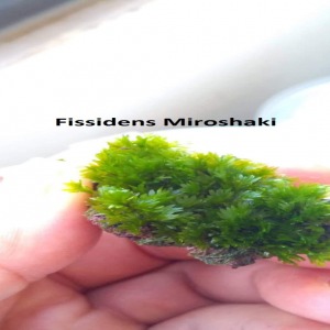 Lav Kayasında Fissidens Sp. Miroshaki Moss Nadir Tür 
