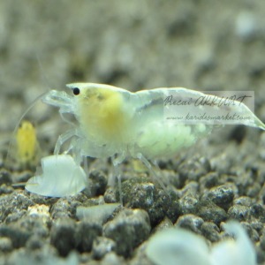 5 Adet Ghost Bee Karides Caridina Shrimp