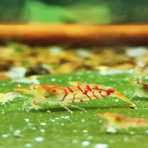 1 Adet OE Turuncu Göz Kırmızı Kaplan Karides Red Tiger Caridina Shrimp
