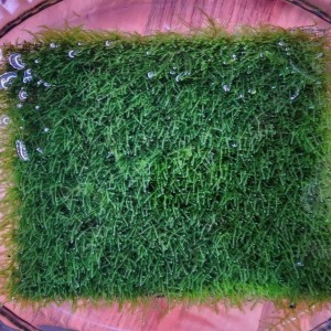 5x5 Cm Java Moss YENİ TELE SARILI