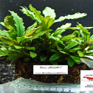 Bucephalandra Uygulamasına ait Satış - Her Tasarım Sadece 1 Adettir