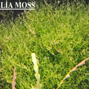 3x3 Cm Pellia Moss Pelia Tele Yeni SARIM