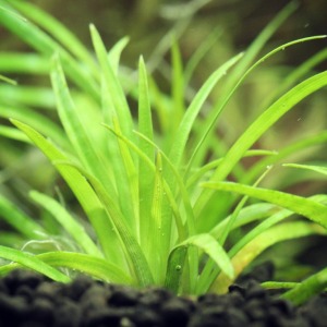 Eriocaulon Vietnam Canlı Bitki 1 Kök 'NADİR TÜR