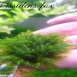 5x5 Cm Fissidens Fox Moss Tele Yeni SARIM