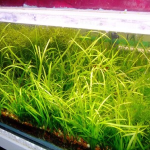 Sagittaria Subulata Mini Canlı Bitki 1 Adet Köklü 