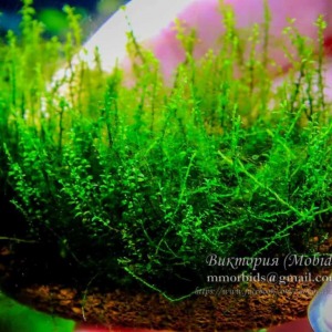 5x5 Cm Amblystegium Serpens Moss TELE YENİ SARIM
