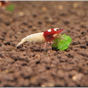 1 Adet Red Kırmızı Spotted Head Pinto Karides Caridina Shrimp