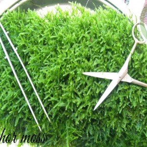 5x5 Cm Anchor Moss YENİ TELE SARILI