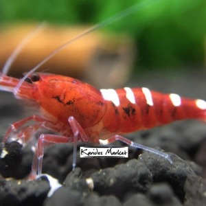 10 Adet Karma Pinto Red Kırmızı Belly - Zebra - Spotted Karides Caridina Shrimp